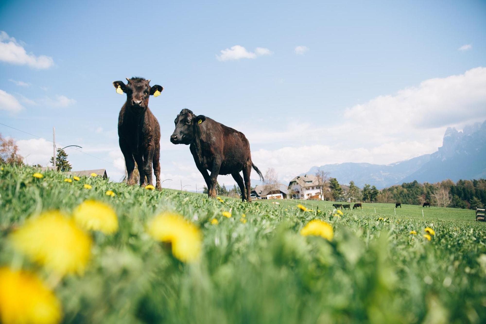 Alpin Farm Birke - Oberweidacherhof กอลลาลโบ ภายนอก รูปภาพ