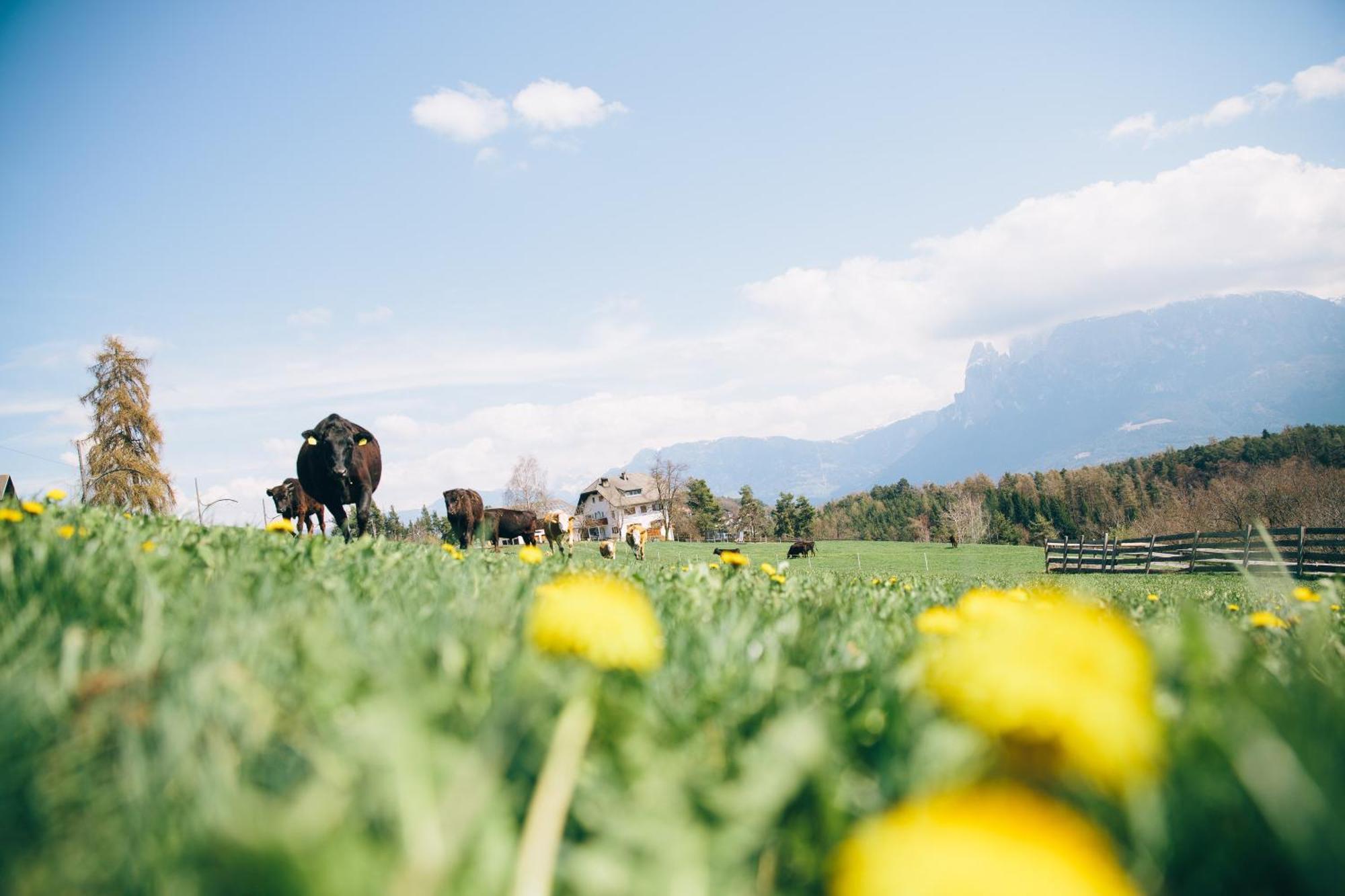 Alpin Farm Birke - Oberweidacherhof กอลลาลโบ ภายนอก รูปภาพ